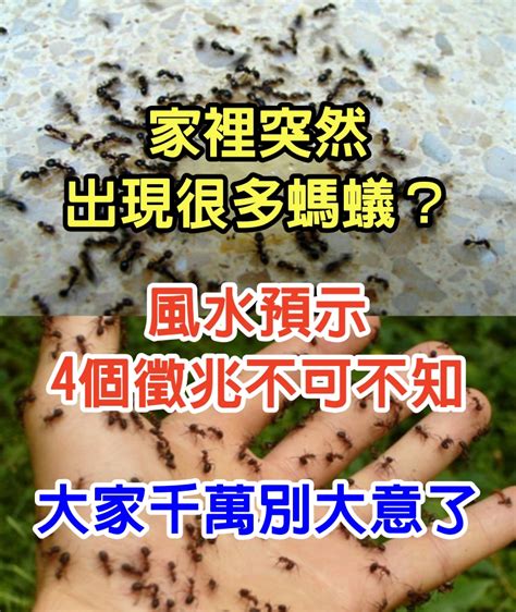 家裡 有 螞蟻 代表 什麼|家裡突然冒出很多小螞蟻怎麼辦？滅蟲專家教3招徹底消滅，1個便。